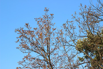 Chestnut castanea tree crown yellow gold autumn fall