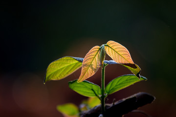 Natural leaves seen during the day in a soft dark background