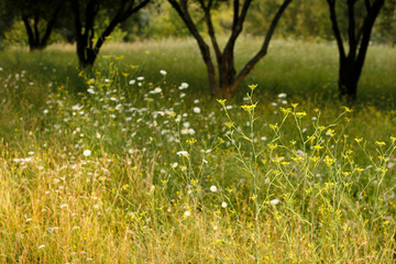 Campo