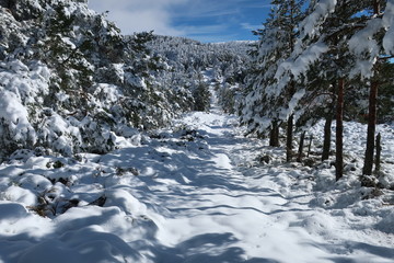 Fototapeta na wymiar Bosque nevado
