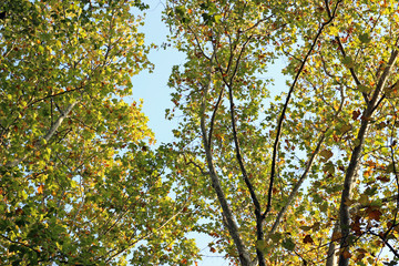 Plane platanus tree crown green yellow leaves autumn