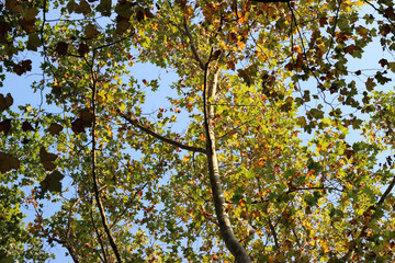 Plane platanus tree crown green yellow leaves autumn