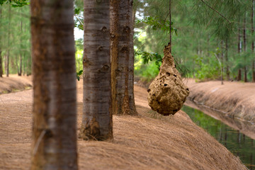 Wasp nest on tree