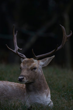 Deer and antlers in portrait