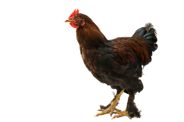 chicken isolated