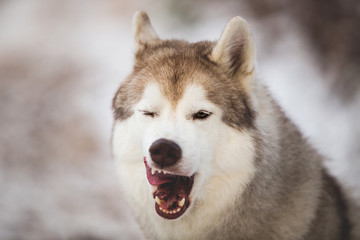 Close-up Portrait of dog breed siberian husky licking like a predator in the winter forest