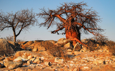 Baobab - Afrikanischer Affenbrotbaum	