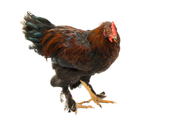 chicken isolated