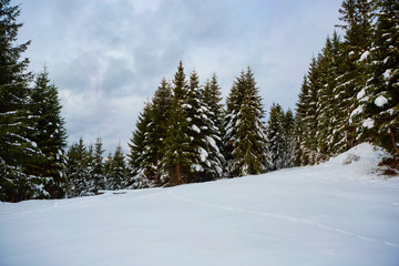 Mountains Carpathians in winter