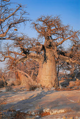Baobab - Afrikanischer Affenbrotbaum	