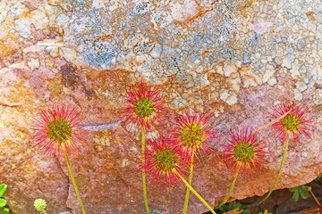 Red bidibid (Acaena novae-zelandiae) native to New Zealand and Australia introduced to Great...