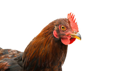 chicken isolated