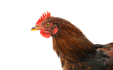 chicken isolated