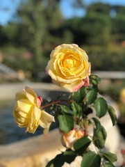 El Retiro Rose