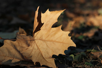 Plane platanus fallen dry yellow leaves autumn fall sunlit park forest woods on ground