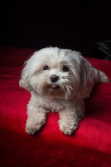 Maltese on red blanket looking at camera