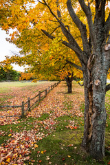 autumn colorful leaves in Maine, New England USA