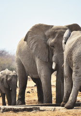 Elefanten im Etosha-Nationalpark in Namibia Südafrika