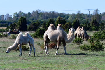 Kamele auf einer Farm