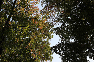 Oak tree quercus robur autumn