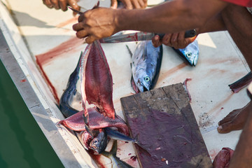 Local Maldivian Fisherman Cuts Fillets Off A Freshly Caught Dogtooth Tuna On The Deck Of A Traditional Fishing Boat.