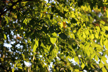 Obraz premium Elm ulmus minor tree leaves branch green yellow fall autumn sunlit park forest woods detail 