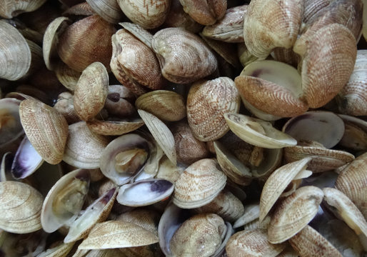 coques de vongole. 