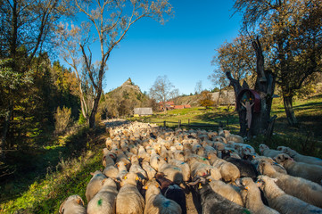 Jesienny Redyk w Pieninach ,małopolska,Polska. © Adam Olszowski