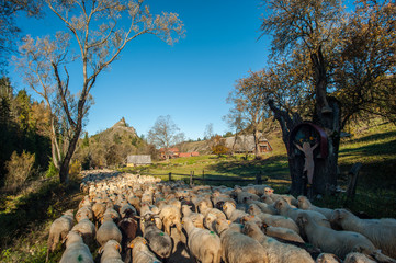 Jesienny Redyk w Pieninach ,małopolska,Polska. © Adam Olszowski