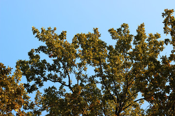 Oak tree quercus robur crown green yellow