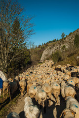 Jesienny Redyk w Pieninach ,małopolska,Polska. © Adam Olszowski
