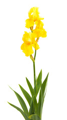 iris jaune isolé