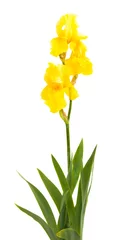 Foto op Plexiglas Iris gele iris geïsoleerd