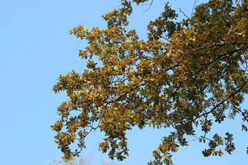Oak tree quercus robur crown green yellow autumn