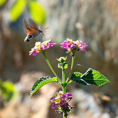 Eurasian hummingbird hawkmoth sucking nectar from pink and yellow lantana flowers