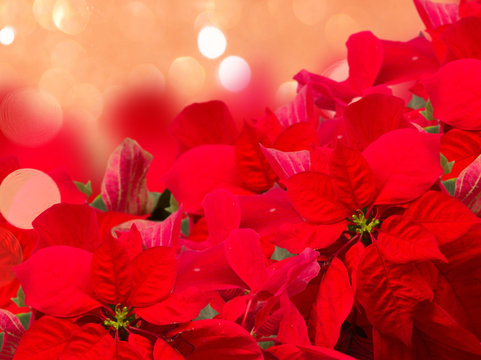 scarlet poinsettia flower or christmas star border on festive pink background