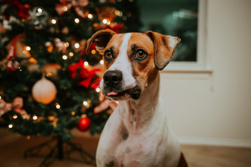 Beautiful dog sitting in front of the Christmas Tree