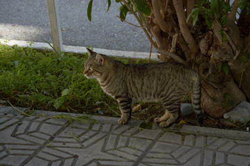 Obraz premium cat walking near a hedge looking for food