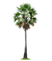 High palm tree (Livistona Rotundifolia or fan palm.) isolated on white background.