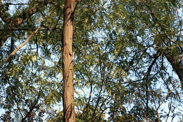 Black locust robinia pseudoacacia tree 