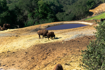 American Bison in the grassland