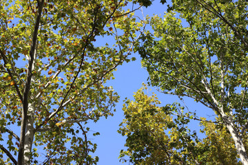 Plane platanus tree crown park forest blue sky