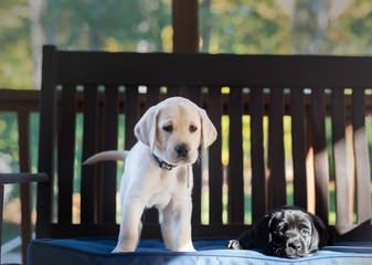 Yellow Labrador Retriever puppy standing on an outdoor bench
