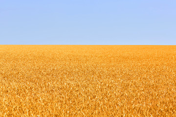 Backdrop of ripening of yellow wheat field on the blue sky background. Nature photo.