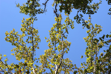 Plane platanus tree crown park forest blue sky