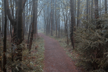 Nebel im Wald