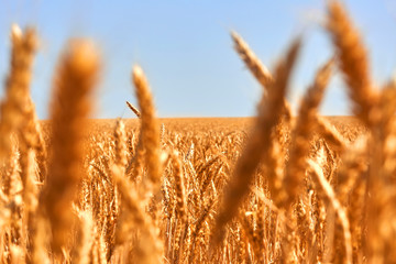 Backdrop of ripening of yellow wheat field on the blue sky background. Nature photo.