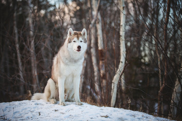 Portrait of gorgeous and free Siberian husky dog sitting on the hill on the snow in the winter forest at sunset