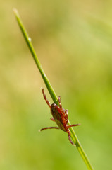 Wood tick on blade of grass