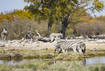Fototapeta na wymiar Zebras in der Savanne vom Etosha Nationalpark 